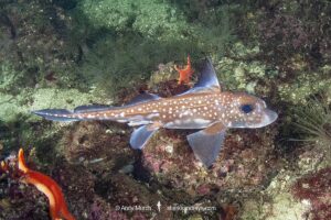 Spotted Ratfish, Hydrolagus colliei. Aka chimaera, chimera, or ghost shark. Barkley Sound, British Columbia, Canada. An abundant cartilaginous species frequently seen by divers in the Pacific Northwest.