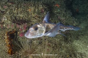Spotted Ratfish, Hydrolagus colliei. Aka chimaera, chimera, or ghost shark. Barkley Sound, British Columbia, Canada. An abundant cartilaginous species frequently seen by divers in the Pacific Northwest.