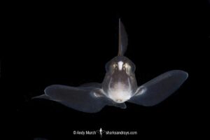 Spotted Ratfish, Hydrolagus colliei. Aka chimaera, chimera, or ghost shark. Barkley Sound, British Columbia, Canada. An abundant cartilaginous species frequently seen by divers in the Pacific Northwest.