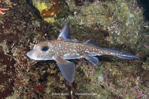 Spotted Ratfish, Hydrolagus colliei. Aka chimaera, chimera, or ghost shark. Barkley Sound, British Columbia, Canada. An abundant cartilaginous species frequently seen by divers in the Pacific Northwest.