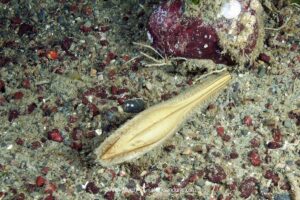 Spotted Ratfish egg capsule, egg case, or mermaid’s purse. Hydrolagus colliei. Aka chimaera, chimera, or ghost shark. Maple Bay, British Columbia, Canada. An abundant cartilaginous species frequently seen by divers in the Pacific Northwest.