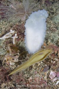 Spotted Ratfish egg capsule, egg case, or mermaid’s purse. Hydrolagus colliei. Aka chimaera, chimera, or ghost shark. Maple Bay, British Columbia, Canada. An abundant cartilaginous species frequently seen by divers in the Pacific Northwest.
