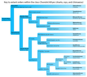 key to orders within the class chondrichthyes