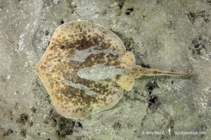 Chilean Round Ray - Urotrygon chilensis.