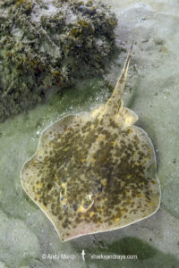 Chilean Round Ray - Urotrygon chilensis.