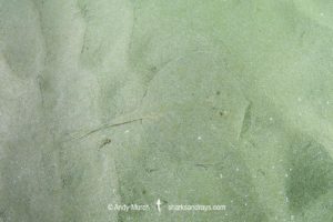 Chilean Round Ray - Urotrygon chilensis.