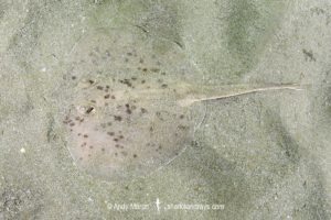 Chilean Round Ray - Urotrygon chilensis.