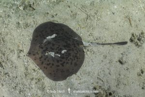 Chilean Round Ray - Urotrygon chilensis.