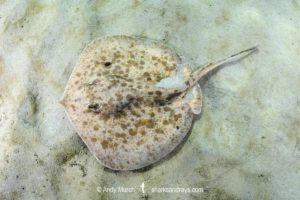 Chilean Round Ray - Urotrygon chilensis.