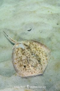 Chilean Round Ray - Urotrygon chilensis.