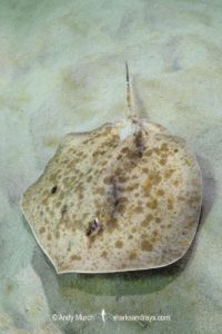 Chilean Round Ray - Urotrygon chilensis.