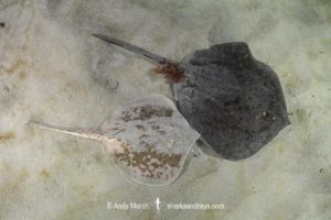 Chilean Round Ray - Urotrygon chilensis.