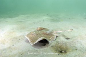 Chilean Round Ray - Urotrygon chilensis.