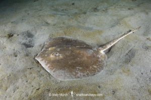 Chilean Round Ray - Urotrygon chilensis.