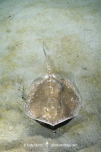 Chilean Round Ray - Urotrygon chilensis.