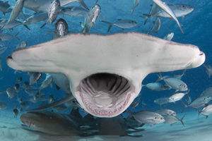 Great hammerhead shark diving