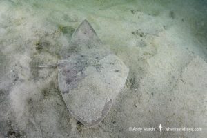 Mazatlan Butterfly Ray