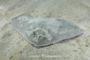 Mazatlan Butterfly Ray