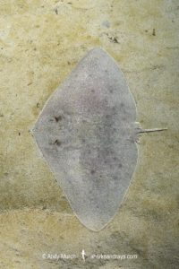 Mazatlan Butterfly Ray