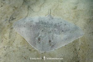 Mazatlan Butterfly Ray