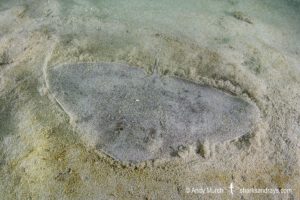 Mazatlan Butterfly Ray, Gymnura crebripunctata. Aka Longsnout butterfly ray. Juvenile. Playa El Jobo, Costa Rica, Eastern Pacific.