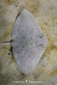 Mazatlan Butterfly Ray