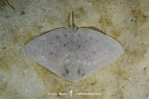 Mazatlan Butterfly Ray, Gymnura crebripunctata. Aka Longsnout butterfly ray. Juvenile. Playa El Jobo, Costa Rica, Eastern Pacific.