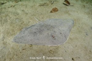 Mazatlan Butterfly Ray