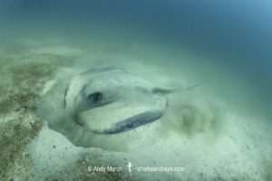 Pacific Chupare Stingray, Styracura pacifica. aka Pacific whiptail stingray. Playa del Coco, Guanacaste, Costa Rica, Eastern Pacific.
