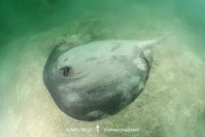 Pacific Chupare Stingray, Styracura pacifica. aka Pacific whiptail stingray. Playa del Coco, Guanacaste, Costa Rica, Eastern Pacific.