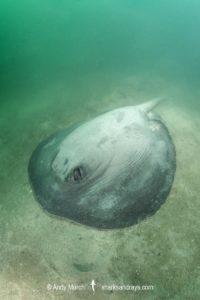 Pacific Chupare Stingray, Styracura pacifica. aka Pacific whiptail stingray. Playa del Coco, Guanacaste, Costa Rica, Eastern Pacific.