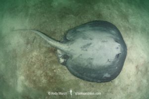 Pacific Chupare Stingray, Styracura pacifica. aka Pacific whiptail stingray. Playa del Coco, Guanacaste, Costa Rica, Eastern Pacific.