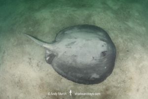 Pacific Chupare Stingray, Styracura pacifica. aka Pacific whiptail stingray. Playa del Coco, Guanacaste, Costa Rica, Eastern Pacific.