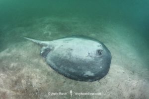Pacific Chupare Stingray, Styracura pacifica. aka Pacific whiptail stingray. Playa del Coco, Guanacaste, Costa Rica, Eastern Pacific.