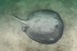 Pacific Chupare Stingray, Styracura pacifica.