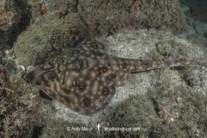 Southern Banded Guitarfish, Zapteryx xyster.