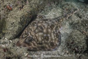 Southern Banded Guitarfish, Zapteryx xyster.
