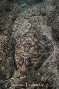 Southern Banded Guitarfish, Zapteryx xyster.