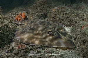 Southern Banded Guitarfish, Zapteryx xyster.