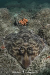 Southern Banded Guitarfish, Zapteryx xyster.