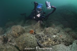 Southern Banded Guitarfish, Zapteryx xyster