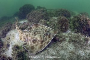 Southern Banded Guitarfish, Zapteryx xyster.