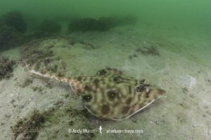 Southern Banded Guitarfish, Zapteryx xyster.