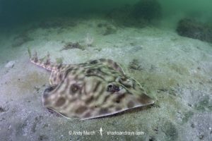 Southern Banded Guitarfish, Zapteryx xyster.