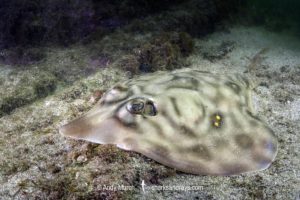 Southern Banded Guitarfish, Zapteryx xyster.