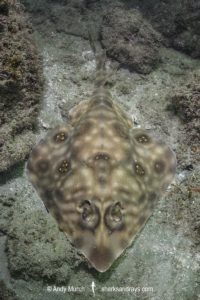 Southern Banded Guitarfish, Zapteryx xyster.