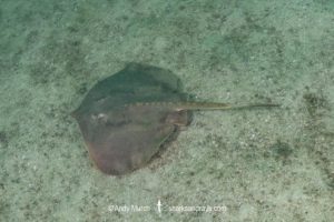 Spinytail Round Ray, Urotrygon aspidura. A rarely encountered stingray from the Pacific coast of Central and South America. Playa Del Coco, Guanacaste, Costa Rica.