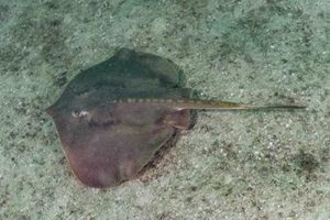 Spinytail Round Ray, Urotrygon aspidura. A rarely encountered stingray from the Pacific coast of Central and South America. Playa Del Coco, Guanacaste, Costa Rica.