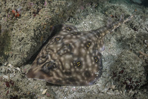Southern banded guitarfish Zapteryx xyster
