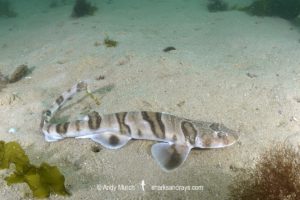 Tiger Catshark
